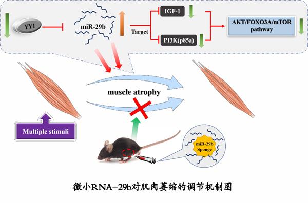 生命学院肖俊杰副教授在Nature Communications杂志揭晓研究论文-尊龙凯时