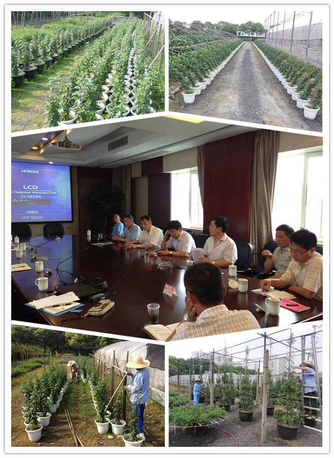 后勤集团举行第十一届菊花展上半年菊花莳植汇报会-尊龙凯时
